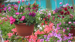 Expertise with hanging baskets